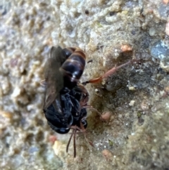 Crabronidae (family) at Aranda, ACT - 16 Nov 2024 05:20 PM