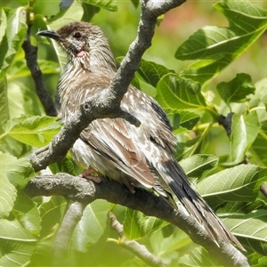 Anthochaera carunculata at Aranda, ACT - 16 Nov 2024