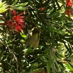 Zosterops lateralis (Silvereye) at Aranda, ACT - 15 Nov 2024 by KMcCue