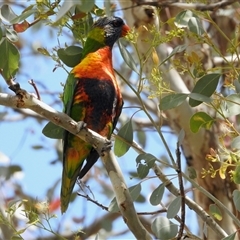 Trichoglossus moluccanus (Rainbow Lorikeet) at Aranda, ACT - 13 Nov 2024 by KMcCue