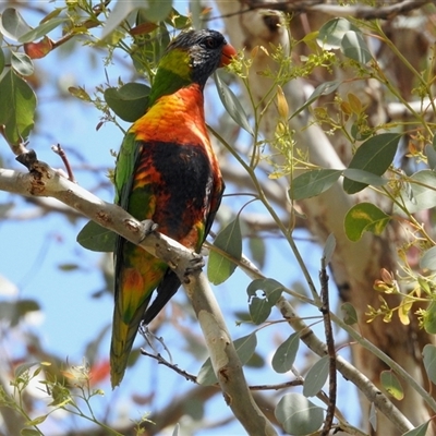 Trichoglossus moluccanus (Rainbow Lorikeet) at Aranda, ACT - 13 Nov 2024 by KMcCue