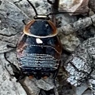 Ellipsidion australe (Austral Ellipsidion cockroach) at Forde, ACT - 14 Nov 2024 by KMcCue