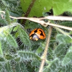 Coccinella transversalis (Transverse Ladybird) at Gilmore, ACT - 16 Nov 2024 by Melmo