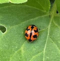 Coccinella transversalis at Gilmore, ACT - 16 Nov 2024