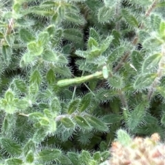 Orthodera ministralis at Gilmore, ACT - 16 Nov 2024 by Melmo