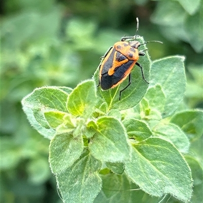 Agonoscelis rutila (Horehound bug) at Gilmore, ACT - 16 Nov 2024 by Melmo