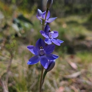 Thelymitra alpina at Tennent, ACT - suppressed