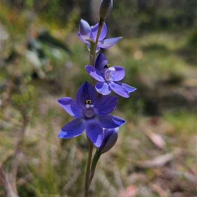 Thelymitra alpina (Mountain Sun Orchid) at Tennent, ACT - 16 Nov 2024 by BethanyDunne