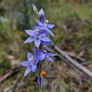 Thelymitra alpina at Tennent, ACT - suppressed