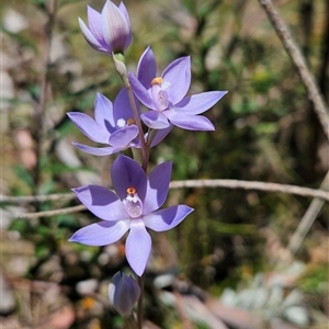 Thelymitra alpina at Tennent, ACT - suppressed