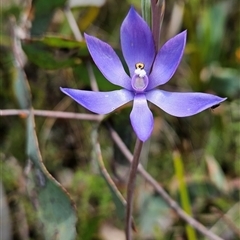 Thelymitra alpina at Tennent, ACT - suppressed