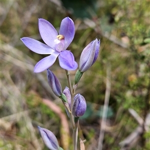 Thelymitra alpina at Tennent, ACT - suppressed