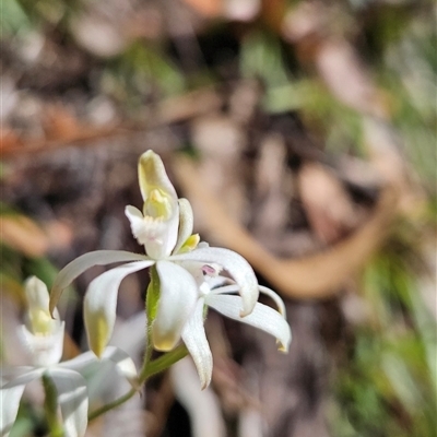 Caladenia moschata (Musky Caps) at Tennent, ACT - 15 Nov 2024 by BethanyDunne