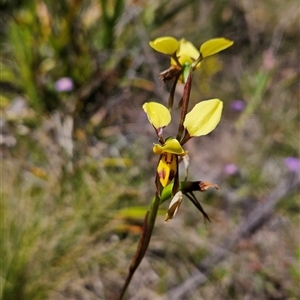 Diuris sulphurea at Tennent, ACT - 16 Nov 2024