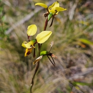 Diuris sulphurea at Tennent, ACT - 16 Nov 2024