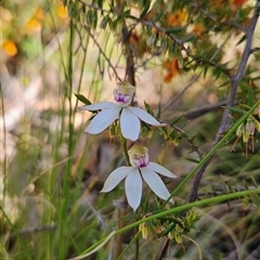 Caladenia moschata (Musky Caps) at Tennent, ACT - 15 Nov 2024 by BethanyDunne