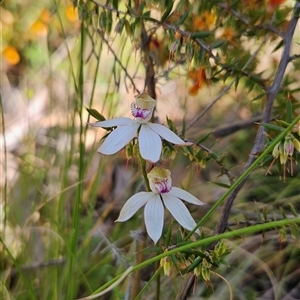 Caladenia moschata at Tennent, ACT - 16 Nov 2024