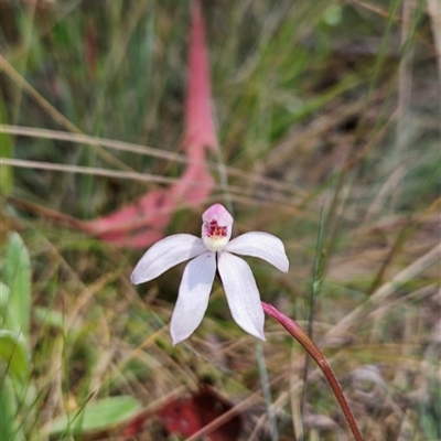 Caladenia alpina (Mountain Caps) at Cotter River, ACT - 16 Nov 2024 by BethanyDunne