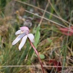 Caladenia alpina at Cotter River, ACT - 16 Nov 2024