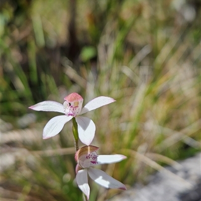 Caladenia moschata (Musky Caps) at Cotter River, ACT - 16 Nov 2024 by BethanyDunne