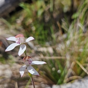 Caladenia moschata at Cotter River, ACT - 16 Nov 2024