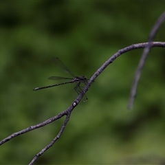 Austroargiolestes calcaris at Rendezvous Creek, ACT - 16 Nov 2024 02:20 PM