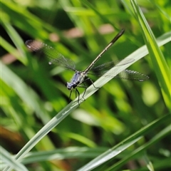 Griseargiolestes eboracus (Grey-chested Flatwing) at Rendezvous Creek, ACT - 16 Nov 2024 by JimL