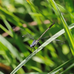 Griseargiolestes eboracus at Rendezvous Creek, ACT - suppressed