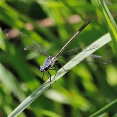 Griseargiolestes eboracus at Rendezvous Creek, ACT - suppressed