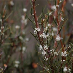 Hakea microcarpa (Small-fruit Hakea) at Rendezvous Creek, ACT - 16 Nov 2024 by JimL