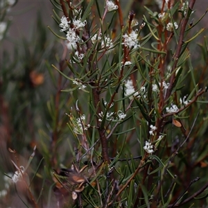 Hakea microcarpa at Rendezvous Creek, ACT - 16 Nov 2024 02:09 PM