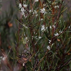 Hakea microcarpa at Rendezvous Creek, ACT - 16 Nov 2024 02:09 PM