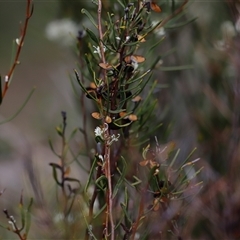 Hakea microcarpa at Rendezvous Creek, ACT - 16 Nov 2024 02:09 PM