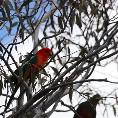 Alisterus scapularis (Australian King-Parrot) at Rendezvous Creek, ACT - 16 Nov 2024 by JimL