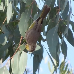 Ptilotula penicillata (White-plumed Honeyeater) at Bogee, NSW - 16 Nov 2024 by ScottandMandy