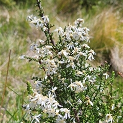 Olearia floribunda (Heath Daisy-bush) at Cotter River, ACT - 16 Nov 2024 by BethanyDunne