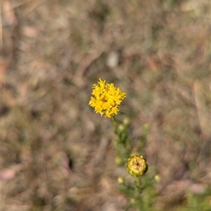 Rutidosis leptorhynchoides at Lake George, NSW - 16 Nov 2024