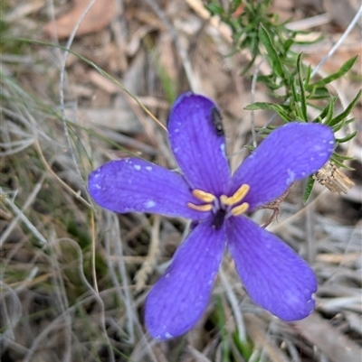 Cheiranthera linearis (Finger Flower) at Lake George, NSW - 16 Nov 2024 by MPennay