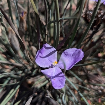 Patersonia sericea (silky purple-flag) at Tuross, NSW - 29 Oct 2024 by MPennay