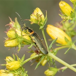 Chauliognathus lugubris at Lawson, ACT - 11 Nov 2024