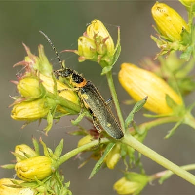 Chauliognathus lugubris (Plague Soldier Beetle) at Lawson, ACT - 11 Nov 2024 by AlisonMilton