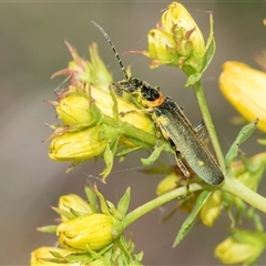 Chauliognathus lugubris at Lawson, ACT - 11 Nov 2024