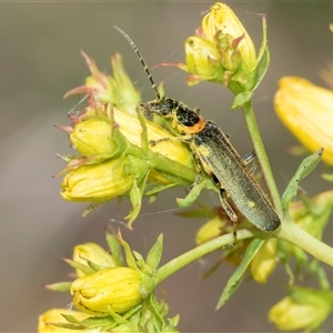 Chauliognathus lugubris at Lawson, ACT - 11 Nov 2024