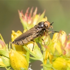 Inopus rubriceps (Sugarcane Soldier Fly) at Lawson, ACT - 11 Nov 2024 by AlisonMilton