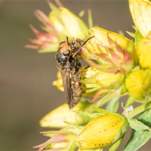 Inopus rubriceps at Lawson, ACT - 11 Nov 2024