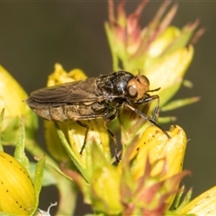 Inopus rubriceps at Lawson, ACT - 11 Nov 2024