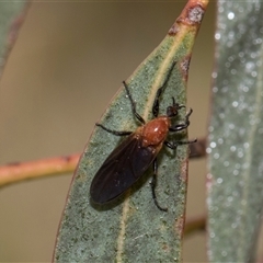 Bibio imitator (Garden maggot) at McKellar, ACT - 11 Nov 2024 by AlisonMilton