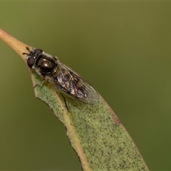 Syrphini (tribe) (Unidentified syrphine hover fly) at McKellar, ACT - 11 Nov 2024 by AlisonMilton