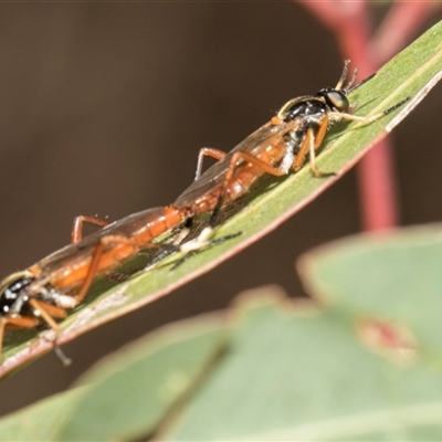 Ectinorhynchus sp. (genus) (A Stiletto Fly) at McKellar, ACT - 11 Nov 2024 by AlisonMilton