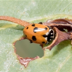 Hippodamia variegata (Spotted Amber Ladybird) at McKellar, ACT - 11 Nov 2024 by AlisonMilton